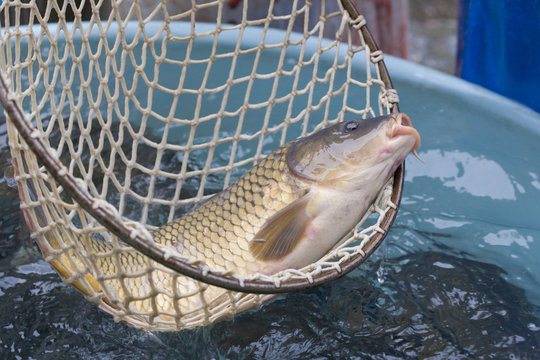 Christmas Carp (Czech Christmas Tradition)