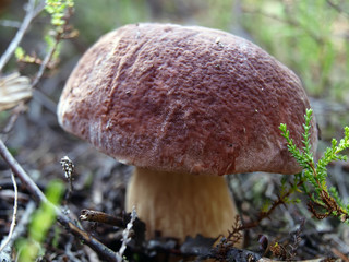 Boletus edulis