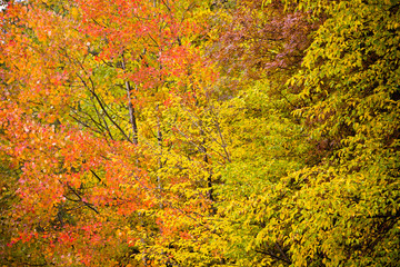 colori dell'autunno