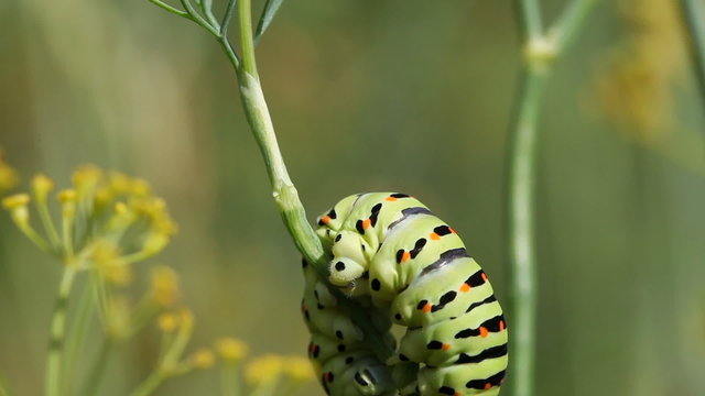 Swallowtail caterpillar