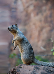 Naklejka na ściany i meble Squirrel in Zion National Park in Utah USA