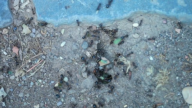Ant - Formica Fusca
