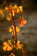 foglie di uva in autunno