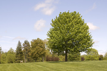 Fototapeta na wymiar Drzewo w polu