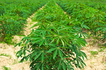 cassava free row in farmland