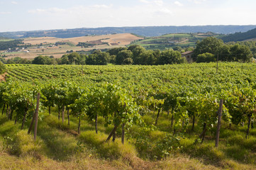 Fototapeta na wymiar Landscape with vineyards at summer between Umbria and Tuscany