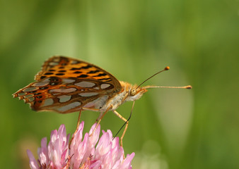 Dostojka latonia (Issoria lathonia) Queen of Spain Fritillary © artel120(Minasyan)