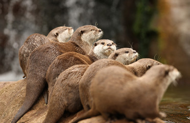 A group of Oriental Short-Clawed Otters
