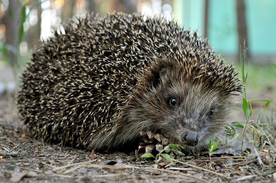 a hedgehog running on the grass looks straight into the frame