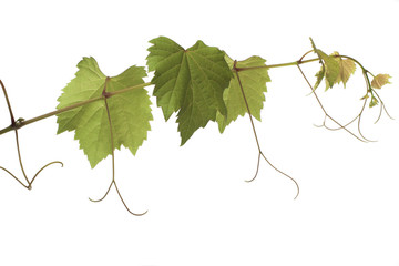 Grape leaves
