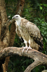 Himalayan Griffon