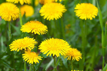 Green field with  yellow dandelions