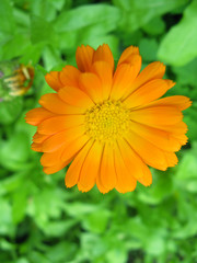 Orange flowe