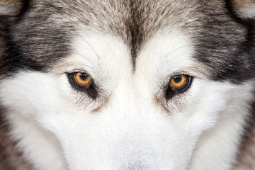 Mirada de un Husky © zothen