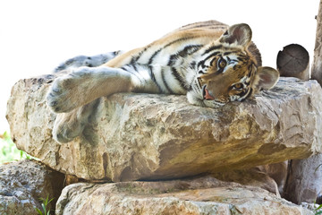 Tigre de bengala tumbado