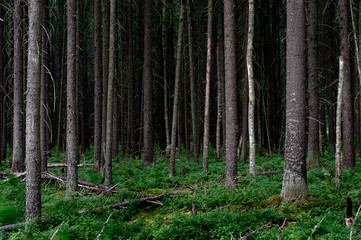 Fur-tree pine forest