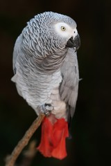 African Grey Parrot
