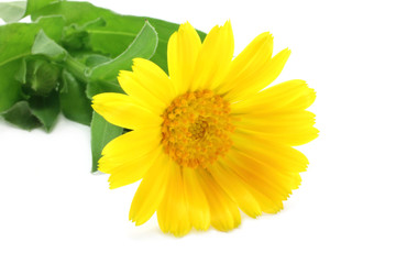 Yellow flower close-up