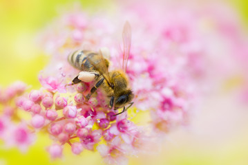 Bee and flower harmony.