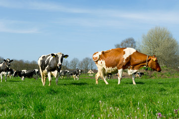 Cows in Dutch landscape