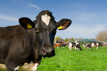 Cows in Dutch landscape