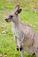 Naklejka na ściany i meble Australian kangaroo