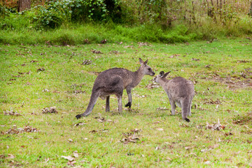 Naklejka na ściany i meble Australian kangaroos