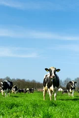 Crédence en verre imprimé Vache Vaches dans le paysage hollandais