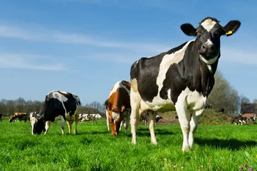 Tableaux ronds sur aluminium brossé Vache Vaches dans le paysage hollandais