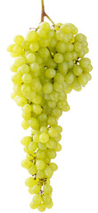 grape