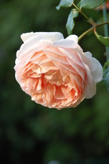 Rose, Abraham Darby