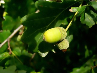 Obraz premium Eichel