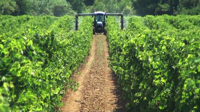 travail de la vigne 1.1