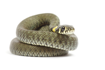 snake