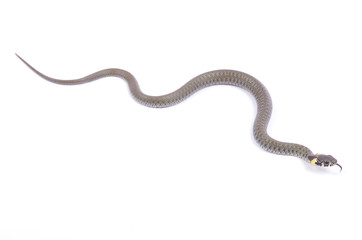 Naklejka premium snake