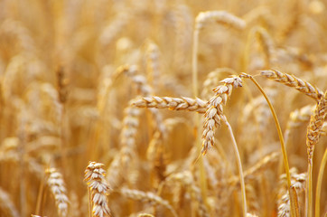 Fototapeta premium wheat field