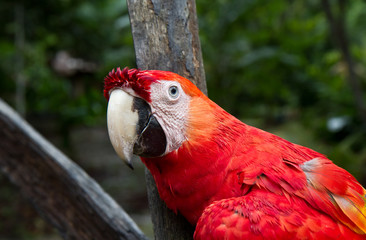 red macaw