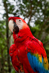 red and blue macaw