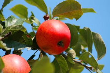 Apfel