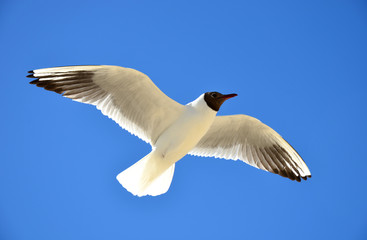lachmöwe