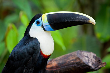 White chested toucan
