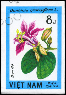 VIETNAM - CIRCA 1984 Bauhinia grandiflora