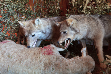 Naklejka premium wolf eating a sheep
