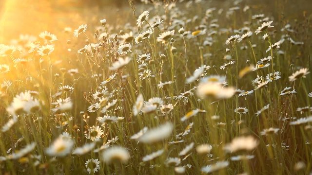 Romantic daisy field background at sunset