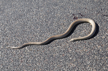 Brown Snake sunbathing