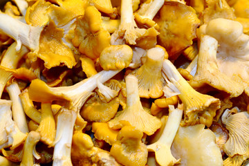 A lot of chanterelles