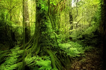 Gordijnen Tree trunk and green leaves in tropical jungle forest © Stillfx