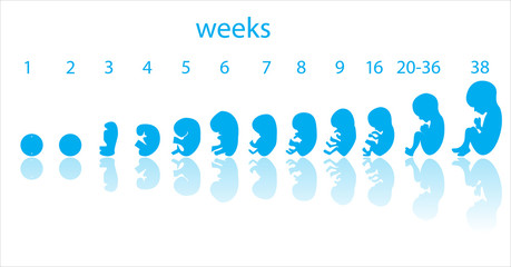 fetus stages