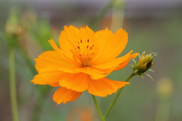黄ばなコスモス