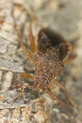 Hemipteron sitting on wood, extreme close up